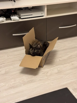 Adopta-ne împreună - imagine 2