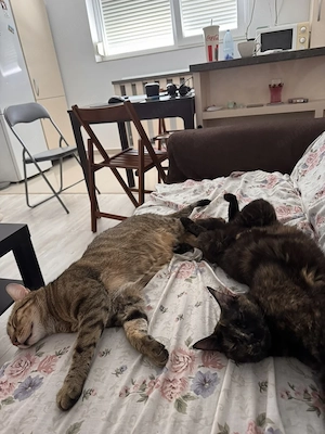 Adopta-ne împreună - imagine 5