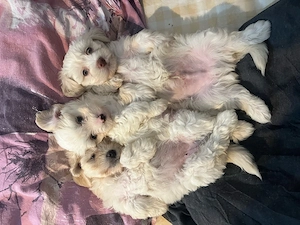 vand bichon maltez 