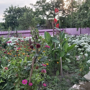 Vand casa in Barsanesti, judetul Botosani, teren 3868 mp - imagine 7