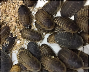 Hrana vie de inalta calitate pentru Gecko, Reptile, Pasari, Tarantule   Dubia Blaptica, SuperWorms - imagine 3