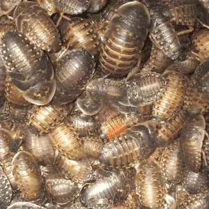 Hrana vie de inalta calitate pentru Gecko, Reptile, Pasari, Tarantule   Dubia Blaptica, SuperWorms - imagine 2