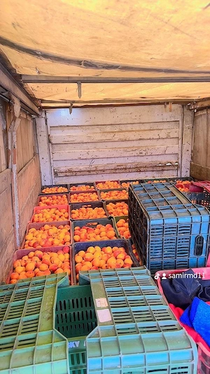 caise pentru tuica palinca cu transport gratuit 