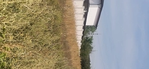 Teren intravilan 3750mp deschidere 36,87 Dolj Craiova  - imagine 3