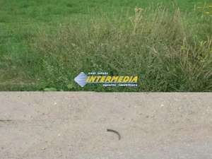 Teren Intravilan 600 mp in zona Alba Micesti, parcele diverse