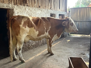 Vand vaca baltata romaneasca