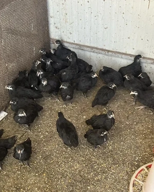 pui australorp negru Suceava  - imagine 5