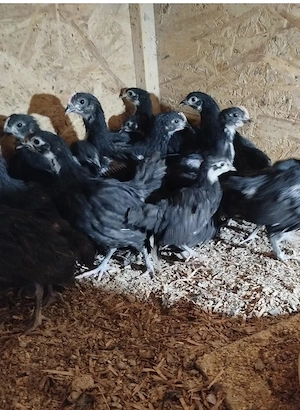 pui australorp negru Suceava  - imagine 3