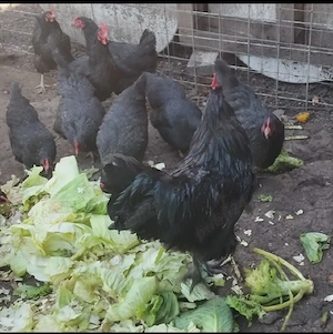 pui australorp negru Suceava  - imagine 4