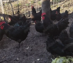 pui australorp negru Suceava 