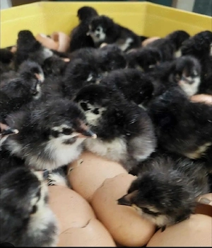 pui australorp negru Suceava  - imagine 2