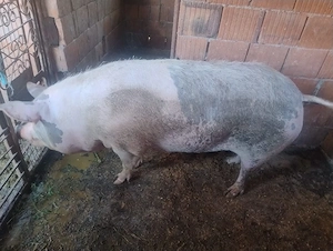 vând o scroafă fatata de două ori  - imagine 2