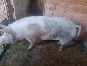vând o scroafă fatata de două ori 