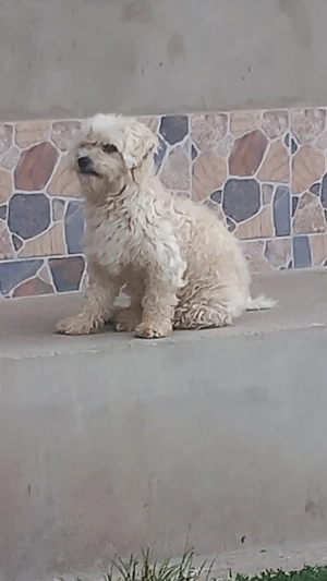 Donez caine bichon  - imagine 2