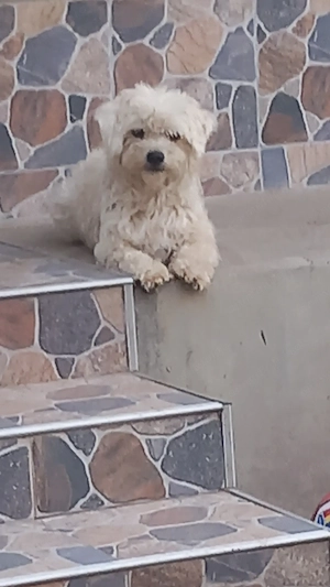 Donez caine bichon  - imagine 4