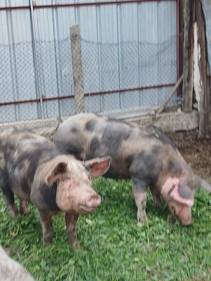 scroafe de vânzare