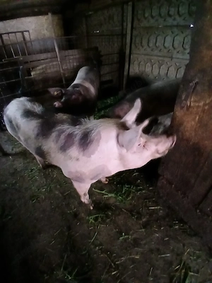 porci ve vanzare - imagine 3