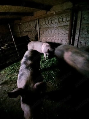 porci ve vanzare