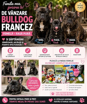 Buldog francez de vânzare 