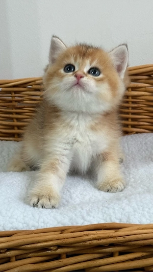 British shorthair - Mascul 