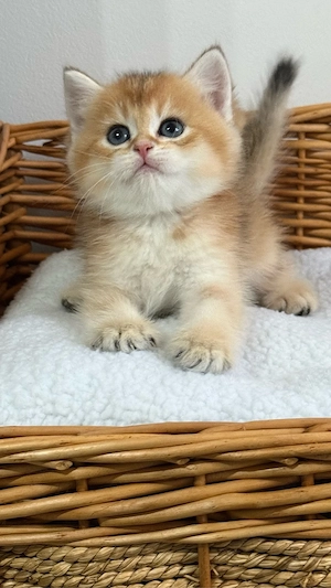 British shorthair - Mascul  - imagine 3