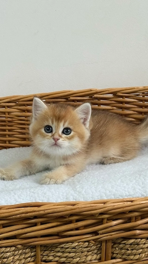British shorthair - Mascul  - imagine 4