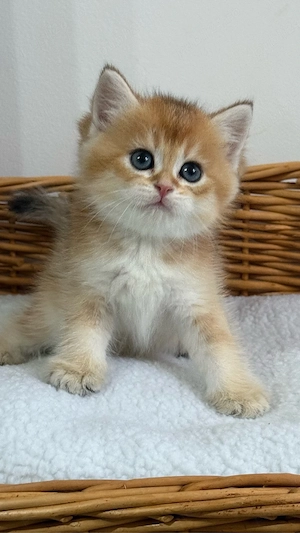 British shorthair - Mascul  - imagine 2