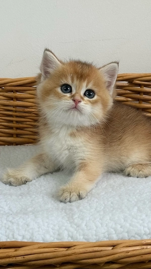 British shorthair - Mascul  - imagine 5