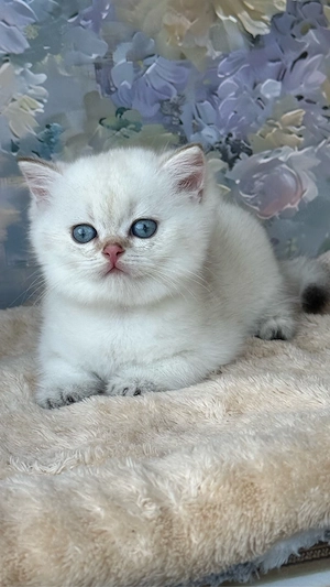 British shorthair - Mascul 