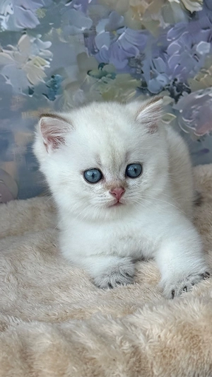 British shorthair - Mascul  - imagine 3