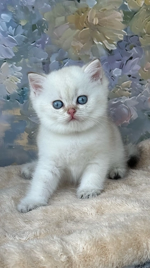 British shorthair - Mascul  - imagine 4