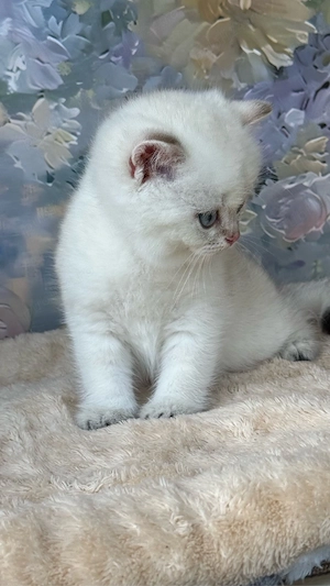 British shorthair - Mascul  - imagine 5