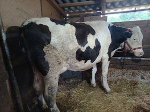 Vind vacă de aproape 3 ani cu lapte. - imagine 4