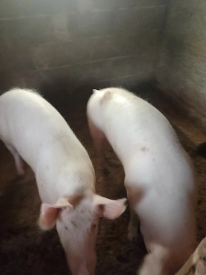 porc crescut cu cereale  - imagine 3