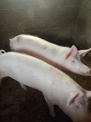 porc crescut cu cereale 