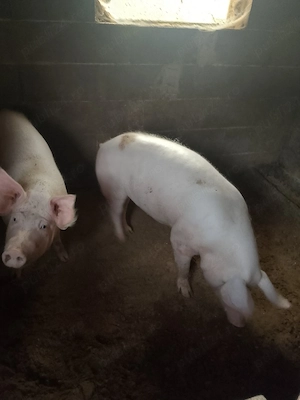 porc crescut cu cereale  - imagine 2