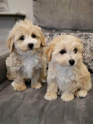Maltipoo  