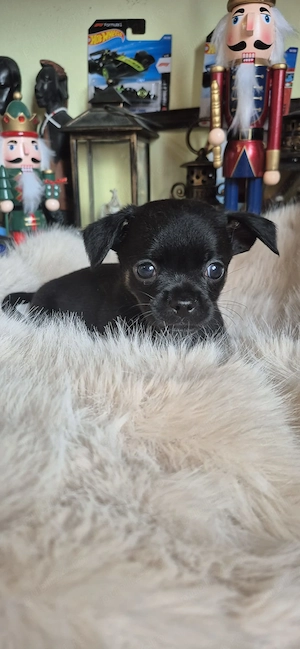 Chihuahua baietel cu acte - imagine 4