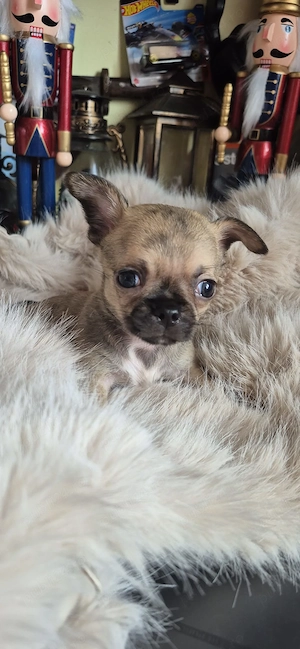 Chihuahua baietel cu acte