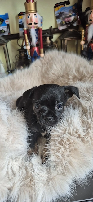 Chihuahua baietel cu acte - imagine 5