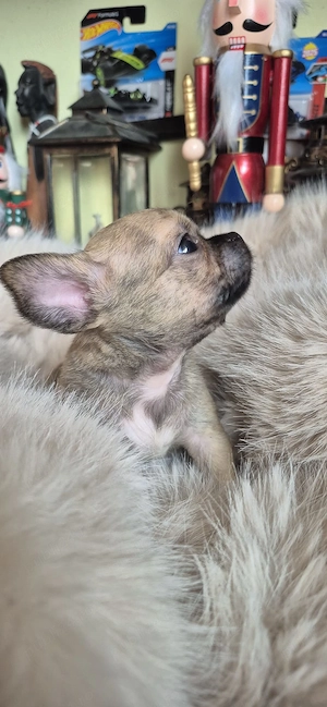 Chihuahua baietel cu acte - imagine 2