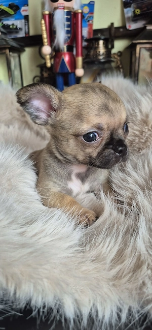 Chihuahua baietel cu acte - imagine 3