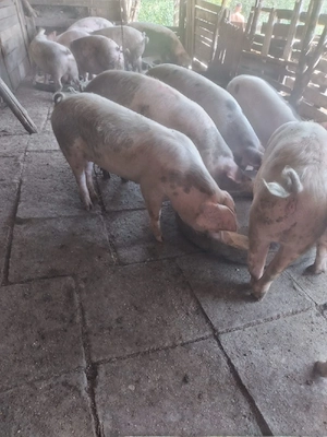 porci pentru craciun