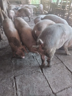 porci pentru craciun - imagine 2