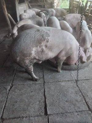 porci pentru craciun - imagine 3