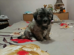 Bichon havanez