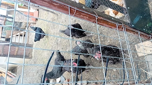 Gaini de casă și cocoș