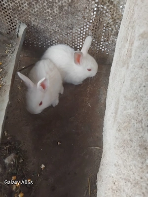 iepurasi mici de vânzare 