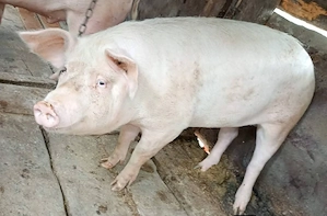 porc pentru sacrificare  - imagine 2