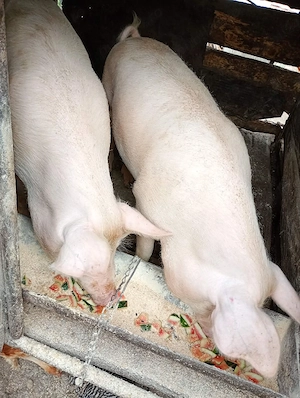 porc pentru sacrificare  - imagine 3